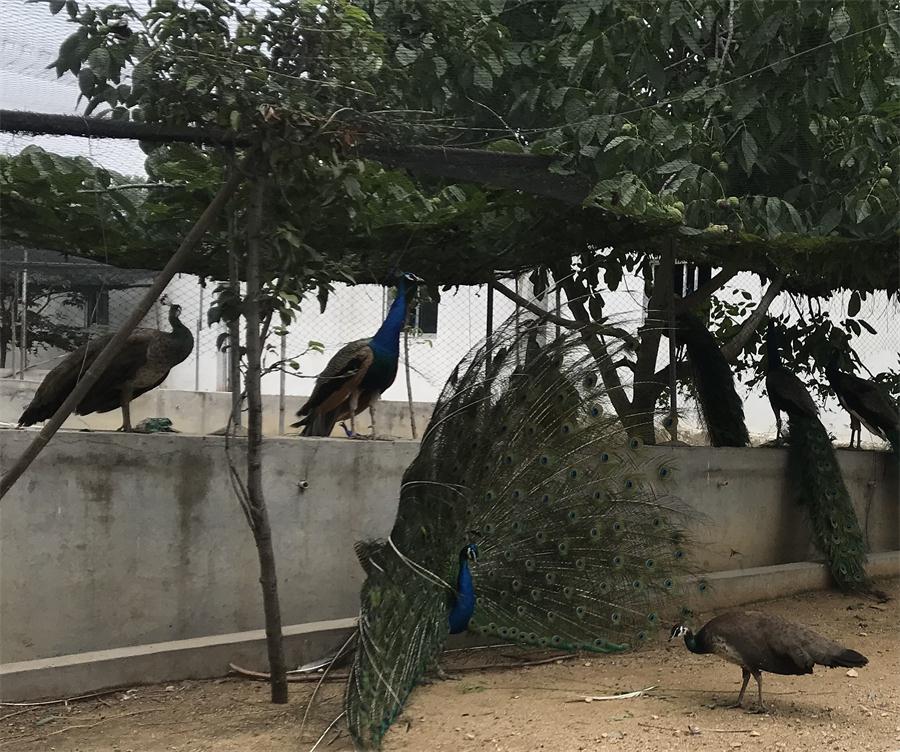 天鵝湖風景區(qū)（泰山）速覽！(圖11)