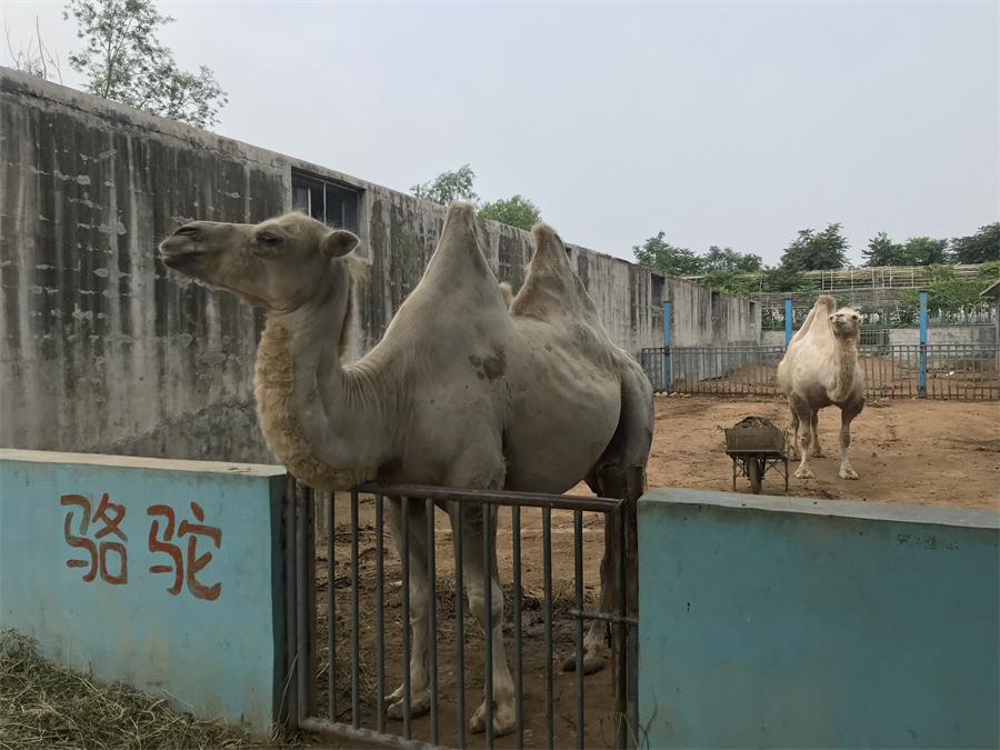 天鵝湖風景區(qū)（泰山）速覽！(圖8)