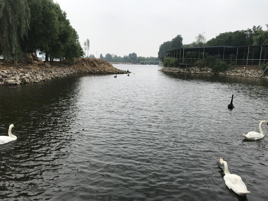 天鵝湖風景區(qū)（泰山）速覽！(圖14)